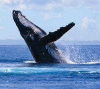 whale-breach